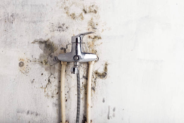 Best Same-Day Mold Removal  in Montpelier, IN