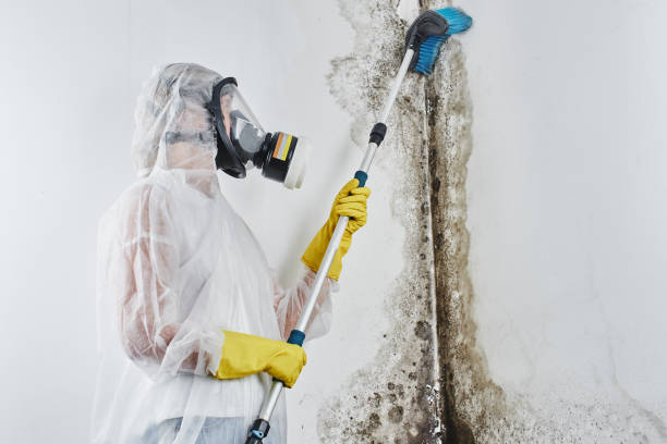 Best Mold Cleaning Services  in Montpelier, IN