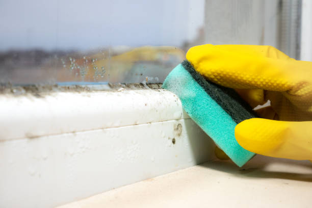 Best Fast Mold Removal  in Montpelier, IN