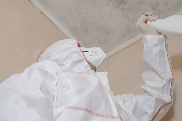 Best Mold Damage Repair  in Montpelier, IN