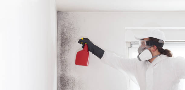 Professional Mold Removal in Montpelier, IN