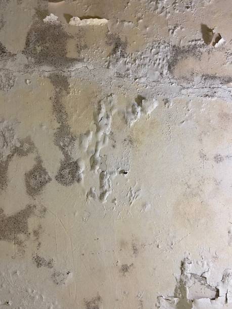 Best Residential Mold Removal  in Montpelier, IN