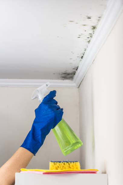 Best Professional Mold Removal  in Montpelier, IN