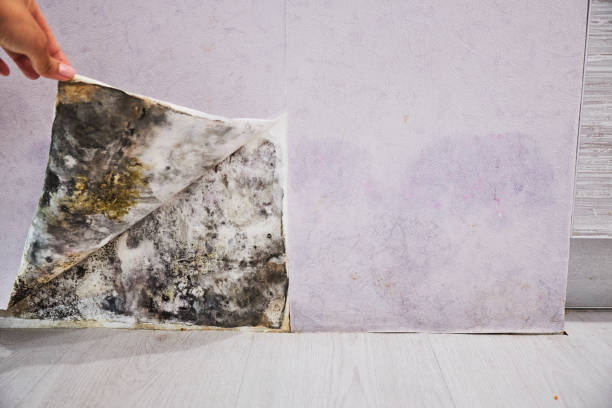Best Office Mold Removal Services  in Montpelier, IN